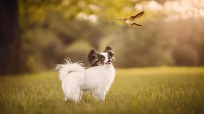 Фото папильона - собаки бабочки в формате WebP с эффектом свечения