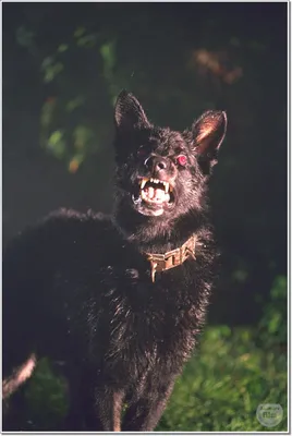 Арт с изображением собаки баскервилей: бесплатная фотография в png