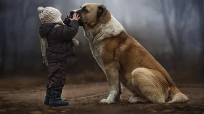 Верные спутники: Фотографии собак, передающие тепло и любовь