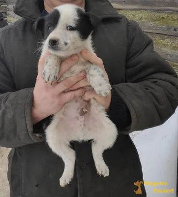 Фото собаки лайка щенка с кучей игрушек