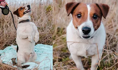 Эксклюзивные снимки собаки с фильма Маска: впечатляющие фотографии в лучшем качестве