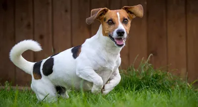 Изображения собаки из Маски: выберите формат и размер по вашему усмотрению