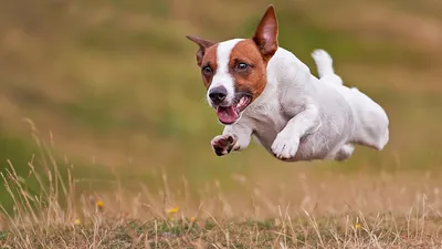 Уникальные кадры собаки с фильма Маска: скачать бесплатно в формате JPG, PNG, WebP