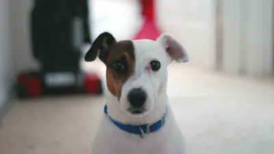 Новые фото собаки из Маски: отличное качество и возможность выбора формата загрузки