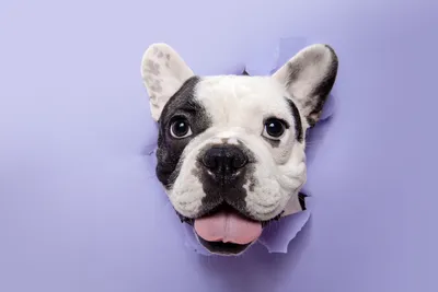 Изображение собаки из фильма Маска: идеальное дополнение к вашему домашнему экрану