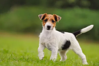 Новые фото собаки с фильма Маска: скачивайте бесплатно и в хорошем качестве