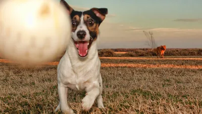 4K фото собаки из фильма Маска: максимальная четкость и детализация