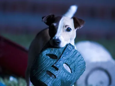 Изображения собаки из Маски: красивые фоны и обои для вашего экрана