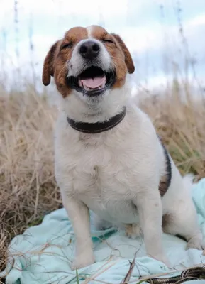 JPG фото собаки из фильма Маска: широкая поддержка формата для всех устройств