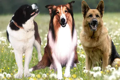 Кинофото собаки из фильма Маска: запечатлейте впечатляющие моменты этого фильма.