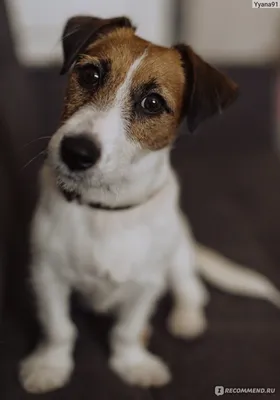 Картинка собаки из культового фильма Маска