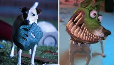Снимки собаки с фильма Маска: увлекательные картинки из популярного кино