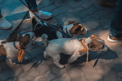 Картинка с собакой из фильма Маска для Mac