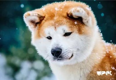 Впечатляющие фоны собаки Хатико для вашего экрана (Full HD)
