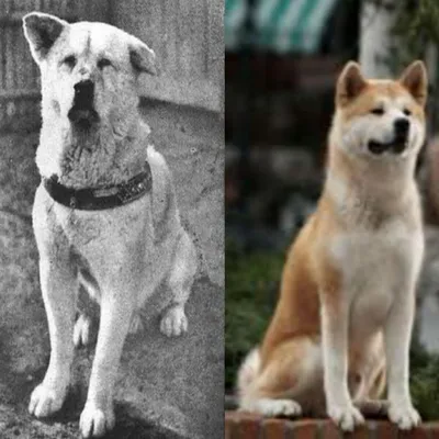 Уникальные изображения собаки из фильма Хатико (4K качество)