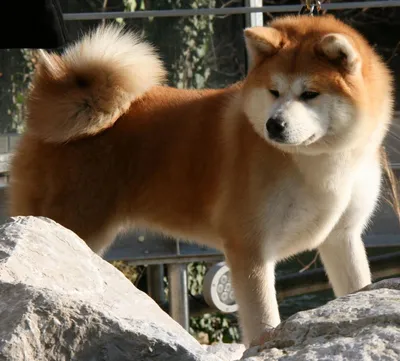Потрясающие фотографии собаки Хатико в HD разрешении (новое)