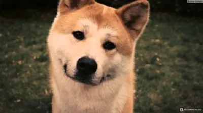 Бесплатные картинки собаки Хатико в хорошем качестве (PNG)
