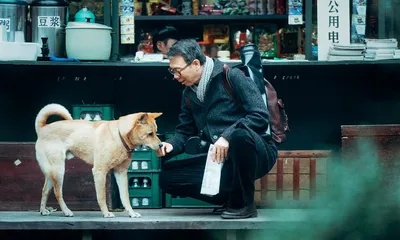Самый преданный пес: Хатико на фото из фильма