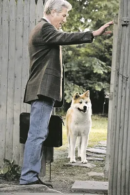 Фото хатико: удивительные снимки самой верной собаки в истории кино