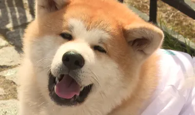 Фото хатико на андроид: запечатлите эмоциональные моменты собаки на вашем андроид-устройстве