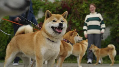 Собачья любовь: Хатико и его невероятная история
