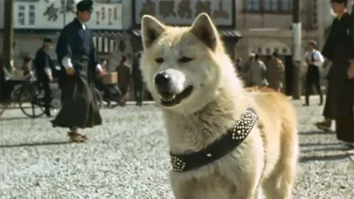 Невероятная судьба пса: Хатико и его удивительная история жизни