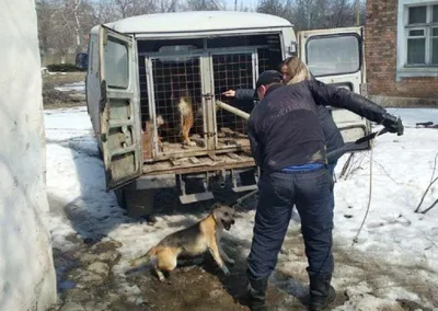 Волшебный мир собак и пчел: фотографии, которые поражают