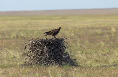 Соболь птица на фотографии: достаточно выбрать желаемые параметры