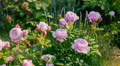 Вдохновляющие изображения роз и хвойников в фотографиях