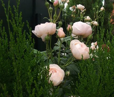 Уникальные изображения роз и хвойников