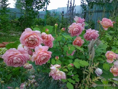 Завораживающие фото пленительных роз и хвойников
