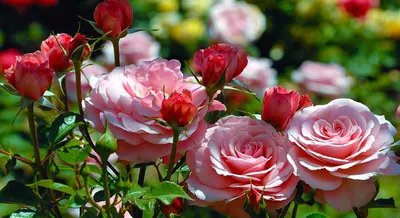 Привлекательные картинки роз и хвойников