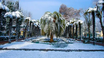 Снежные радости: Фотографии зимнего Сочи парк