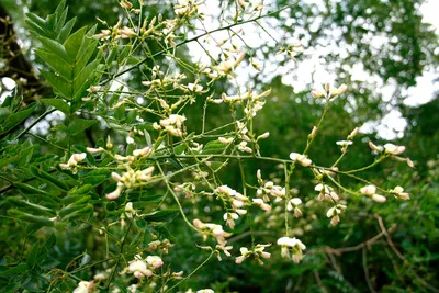 Фото софоры дерева во всей красе