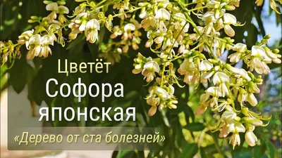 Скачать фото софоры бесплатно: доступные изображения дерева