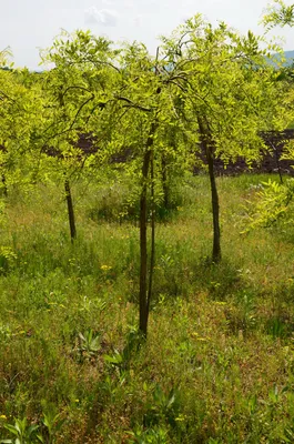 Фото софоры дерева на андроид