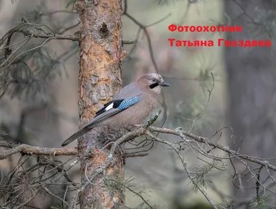 Фото сойки пересмешницы: выберите формат и размер