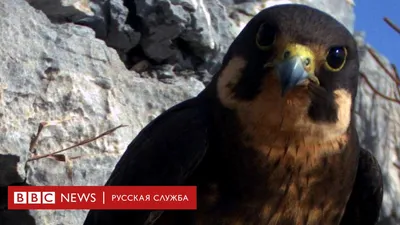 Завораживающие фотографии соколов птиц