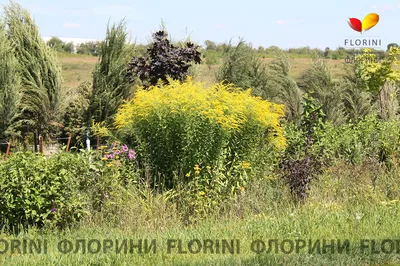 Прекрасные изображения солидаго (золотарника) для использования в социальных сетях