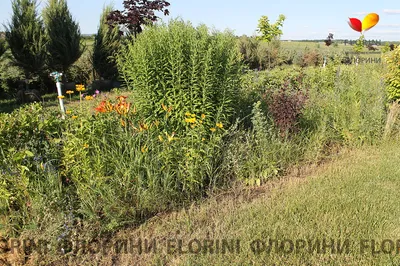 Уникальные фотографии золотарника (солидаго) для вашего веб-сайта или блога