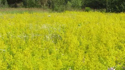 Золотарник (солидаго) на фото: изображения высокого качества для вашего проекта