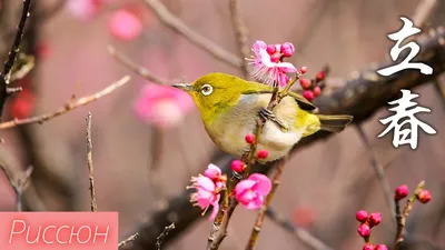 Весенний фотоэксперт: снимки, сделанные профессионалами весенней тематики