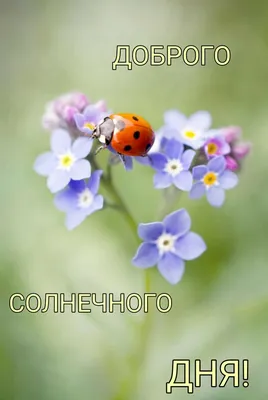 Фотографии Солнечного дня: бесплатно и в хорошем качестве