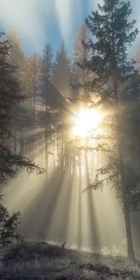 Великолепие Солнца и лесных древесных стволов на фото