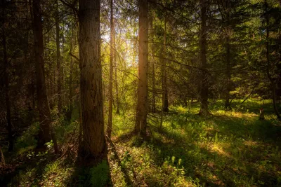 Бесплатные фото Солнца в лесу: скачивайте в хорошем качестве