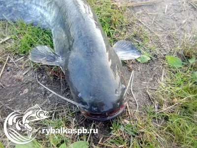 Фотографии сома рыбы: откройте новую грань подводного мира