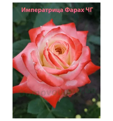 Роза императрица на фото:jpg, png, webp