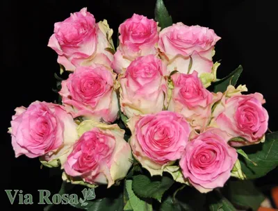 Сорт розы малибу в формате jpg