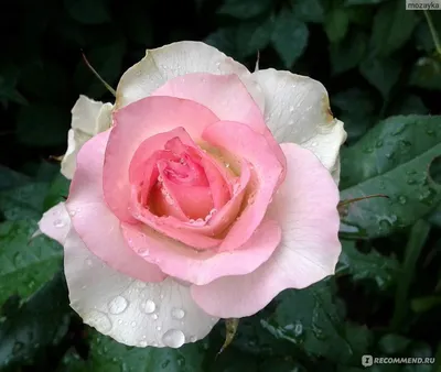 Фото розы малибу в формате webp