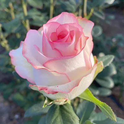 Изображение розы малибу с возможностью выбора размера